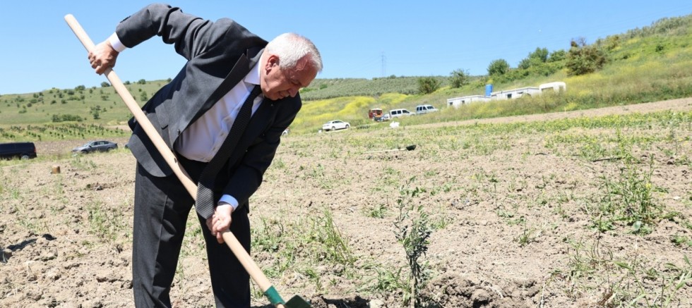 NİLÜFER BELEDİYESİ KONAKLI’YA 800 ZEYTİN FİDANI DİKTİ