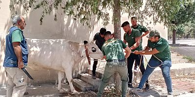 BÜYÜKŞEHİR BELEDİYESİ KURBAN BAYRAMI MESAİSİNİ YOĞUN ŞEKİLDE TAMAMLADI