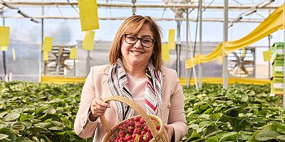 ÇÖPLERDEN ELDE EDİLEN ISIDAN YARARLANILAN ÇİLEK SERASI İLK HASADINI VERDİ      ÜRETİLEN ÇİLEKLER 65 YAŞ ÜSTÜ VATANDAŞLARA İKRAM EDİLECEK