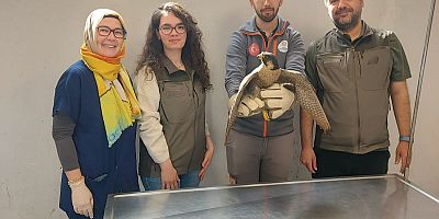 Denizli Büyükşehir Belediyesi yaralı akdoğanı hayata döndürdü