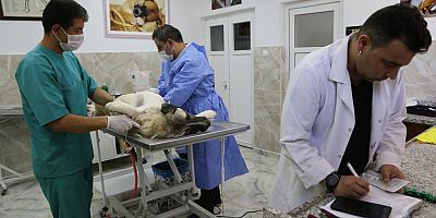 GAZİANTEP BÜYÜKŞEHİR’İN SOKAK HAYVANLARI İÇİN KURDUĞU MODEL TÜRKİYE’YE ÖRNEK OLABİLİR   