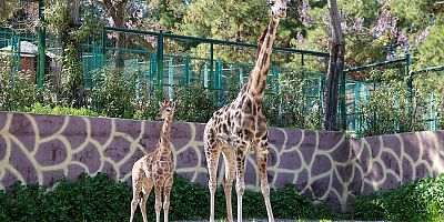 TÜRKİYE’DE DOĞAN İLK ZÜRAFA YAVRUSU, GAZİANTEP DOĞAL YAŞAM PARKI’NDA!